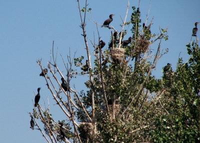 Cormorant Tree Nests 6984