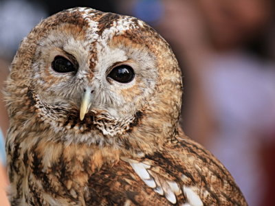 Eurasian Tawny Owl