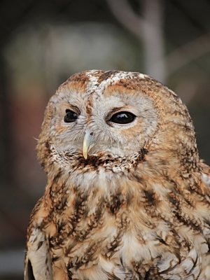Eurasian Tawny Owl