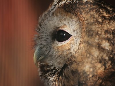 Eurasian Tawny Owl