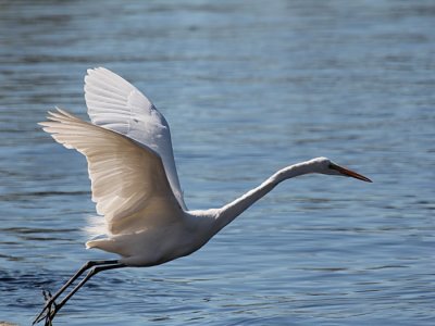 Great White Egret 7836