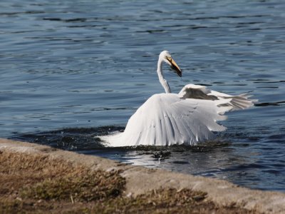 Great White Egret 7841