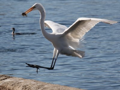 Great White Egret 7869