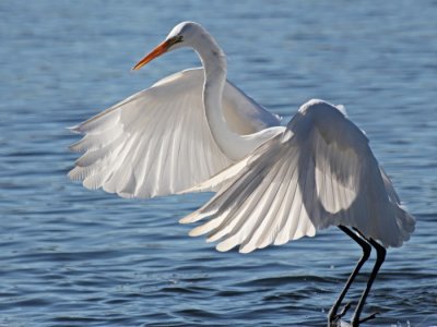 Great White Egret 7913