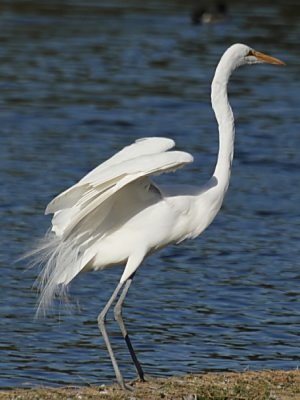 Great Egret C8251