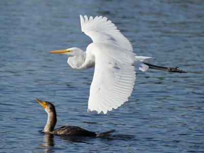 Great Egret C8279