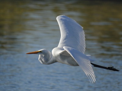 Great Egret C8283