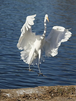 Great Egret C8290