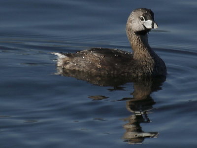 grebes