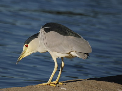 Herons