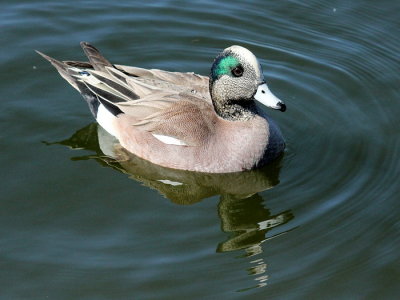 Juvenile Wigeon