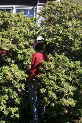 into the bush