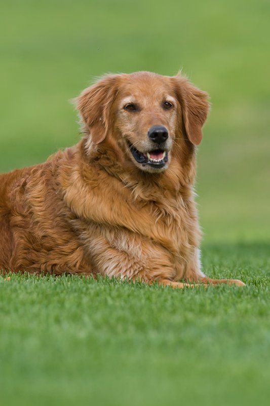 Bailey on front lawn