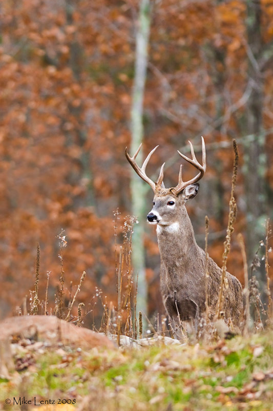 8-pt coming over ridge