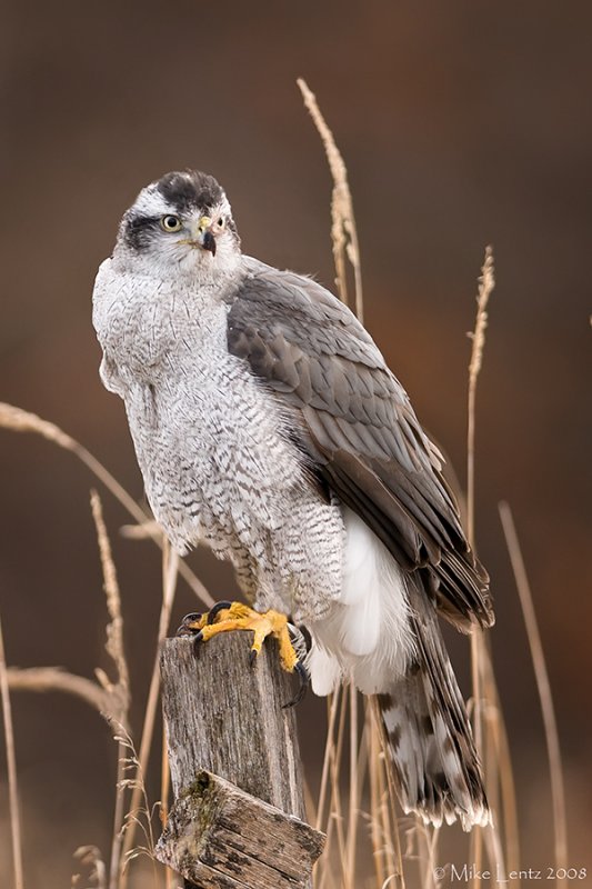 Goshawk looking back