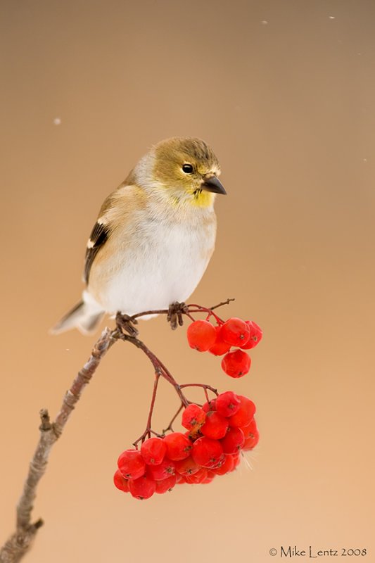 Goldfinch on berries