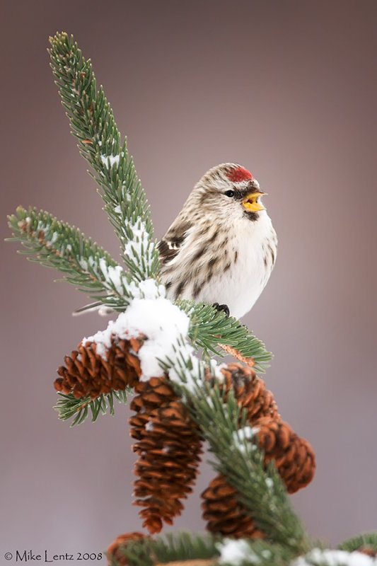 Common Redpoll singing on winter pines