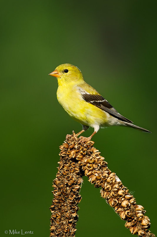 Goldfinch on common mullien