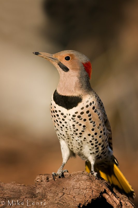 Northern Flicker