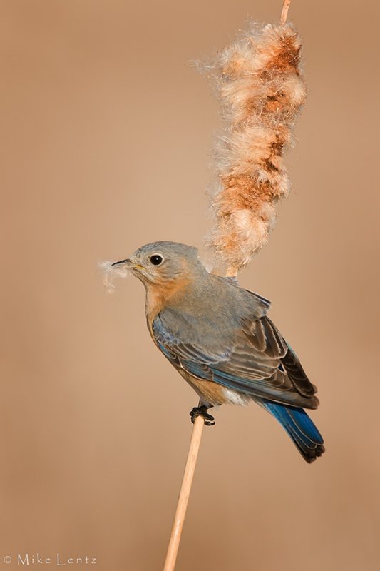 Bluebird on cattail
