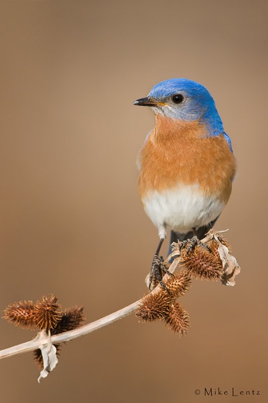 Bluebird on burdock
