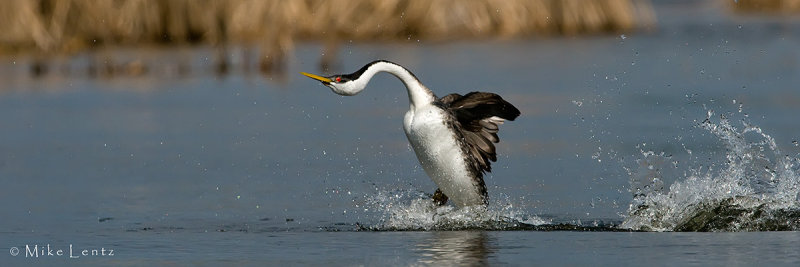 Western Grebe rushing   PANO