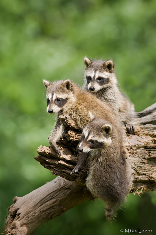 Babies playing