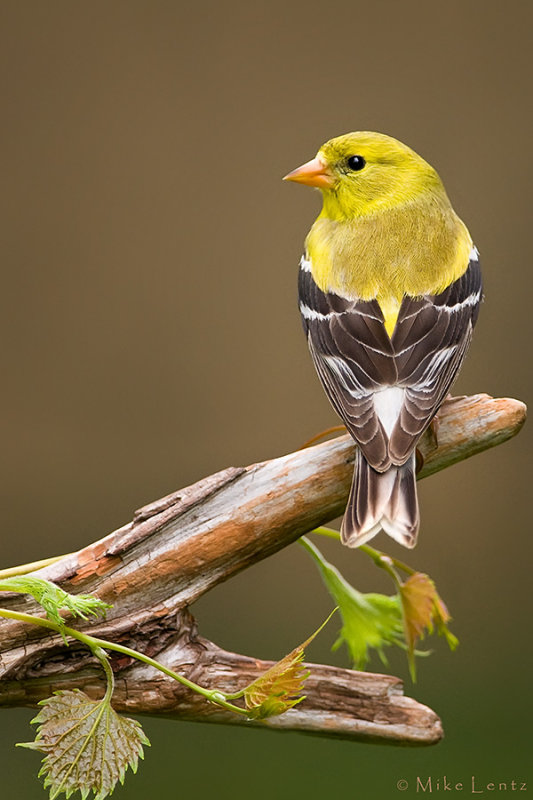 American Goldfinch