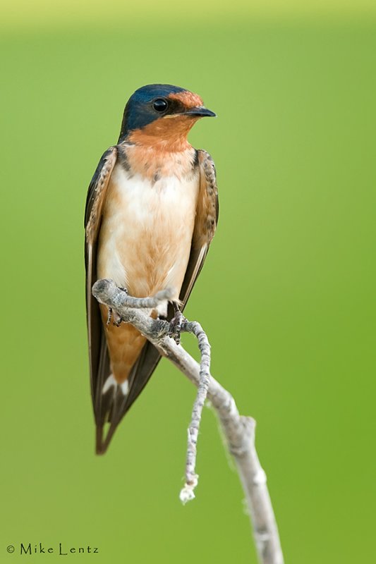 Barn Swallow