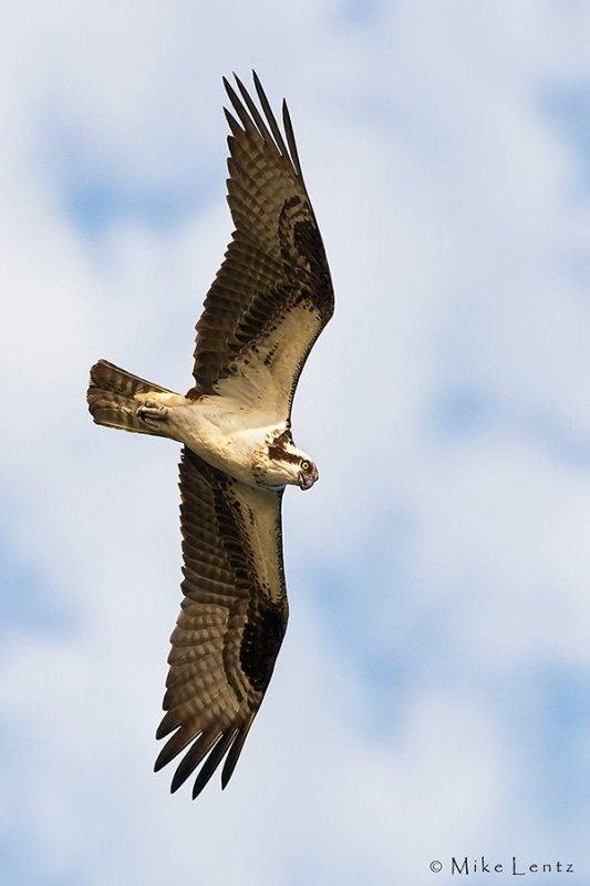 Osprey diving