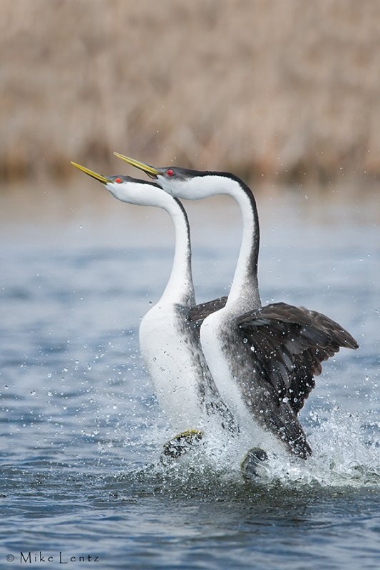 Western Grebes Rushing