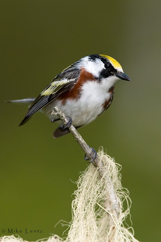 Chestnut sided warbler