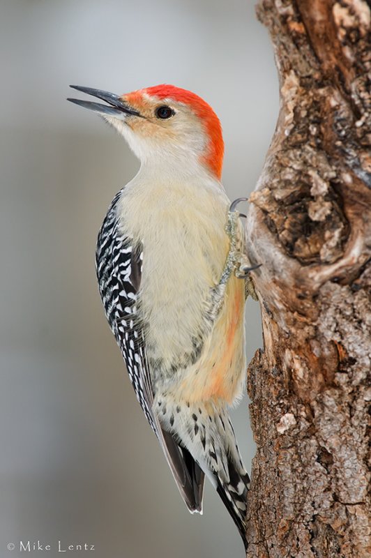 Red Bellied Woodpecker