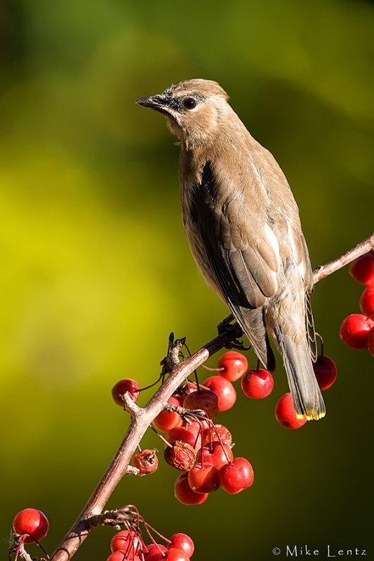 Cedar Wawing (juvenile)