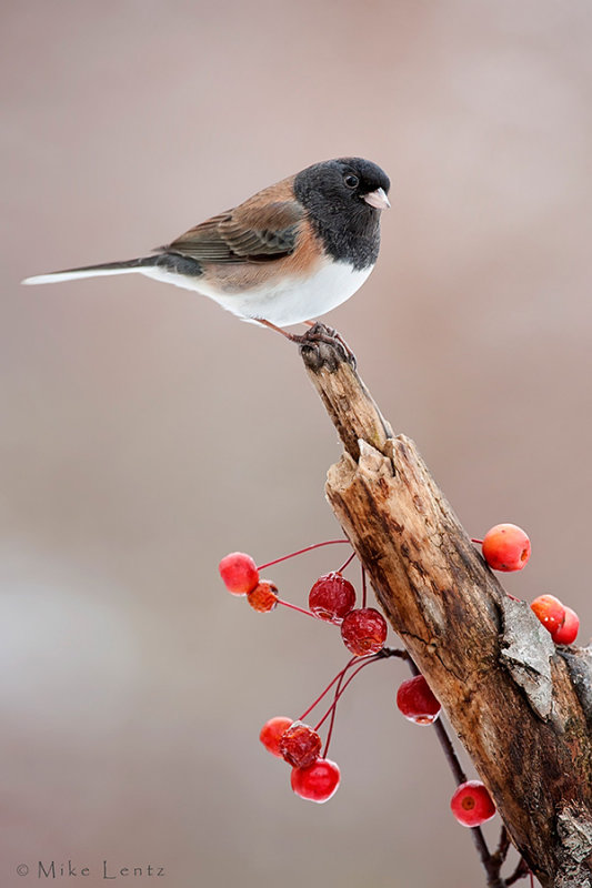 Oregon Junco