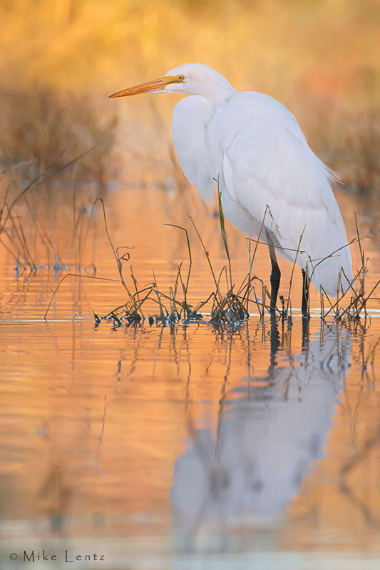 Snowy Egret