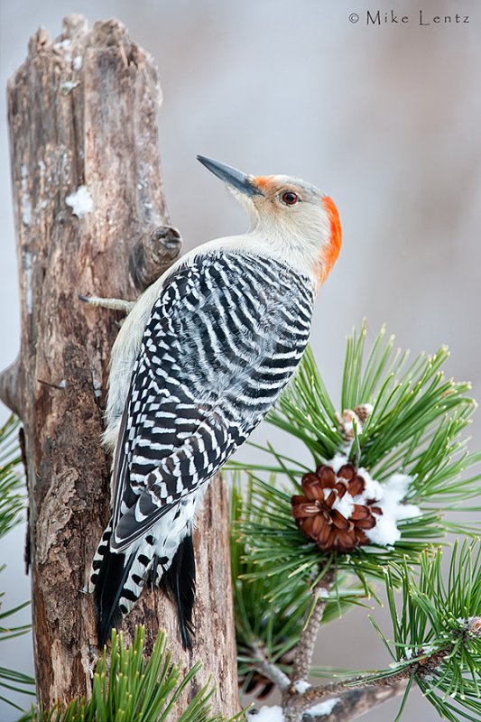 Red Bellied Woodpecker (female)
