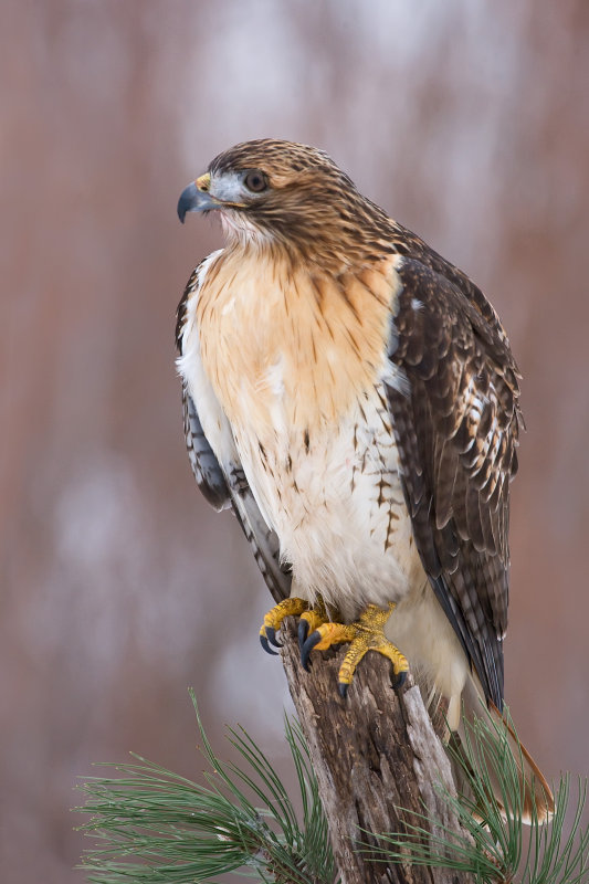 Red Tailed Hawk