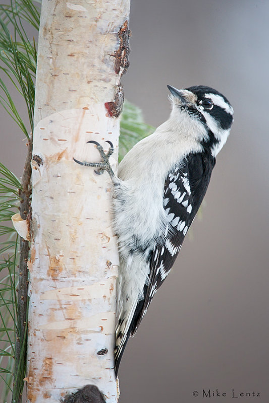 Downy Woodpecker (female)