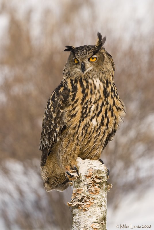 Eagle Owl on birch