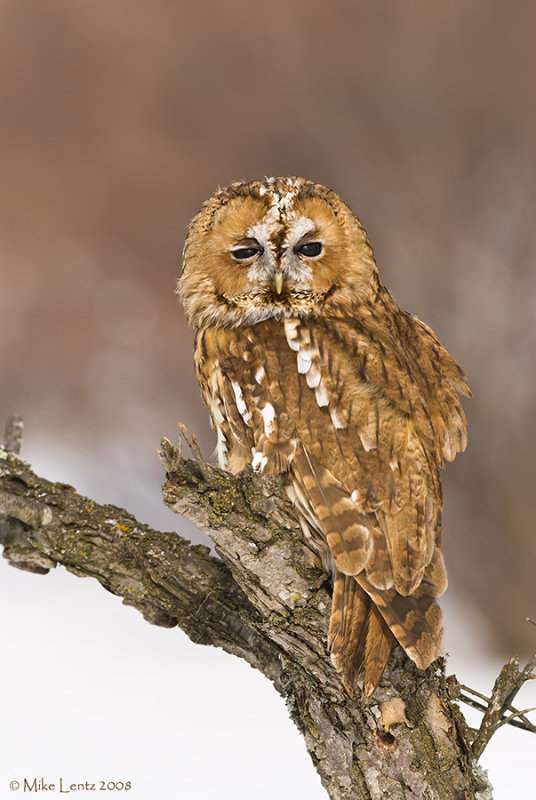 Tawny Owl