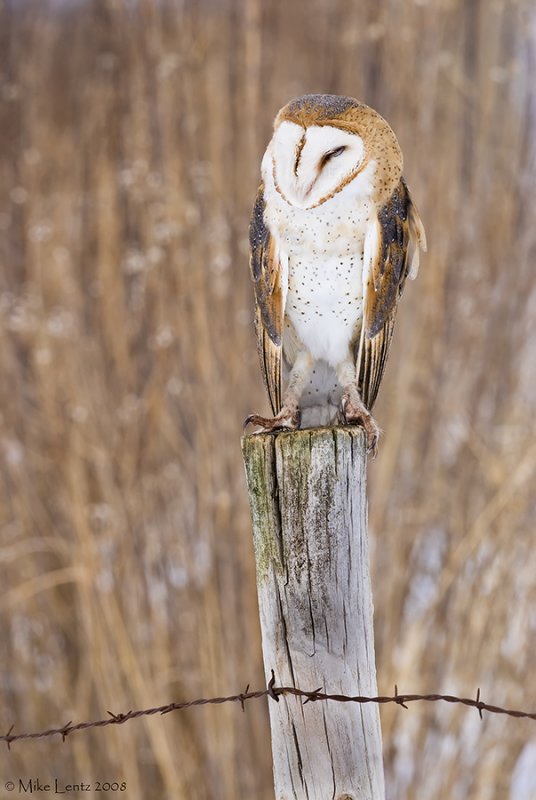 Barn Owl on post