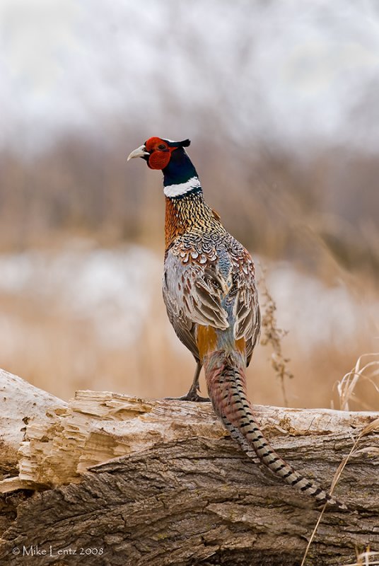 Pheasant portrait