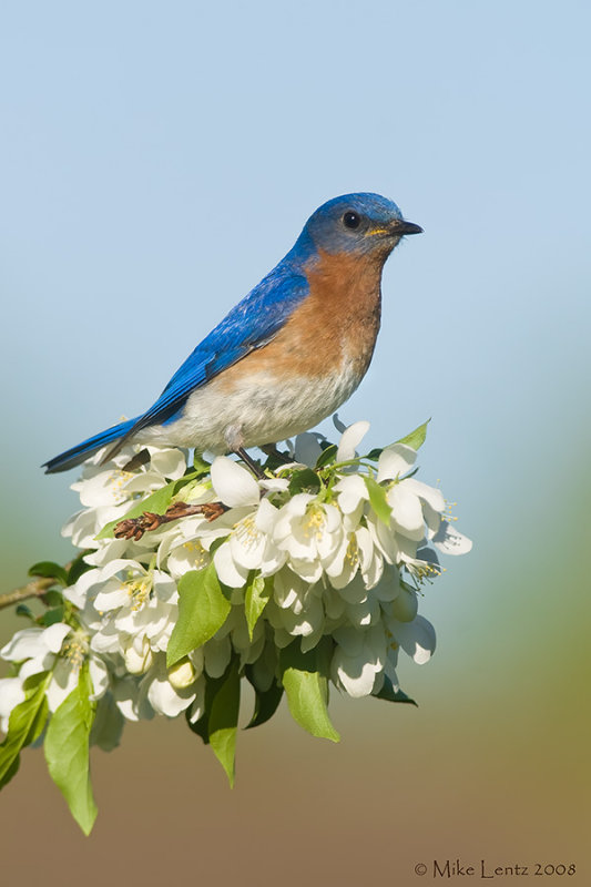 Bluebird on flower