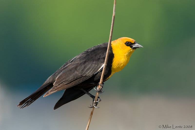 Yellow headed BB male