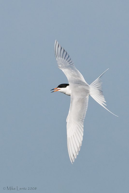 Forsters tern banking