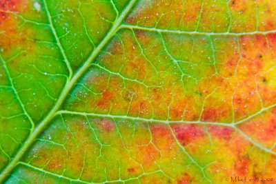 Leaf veins