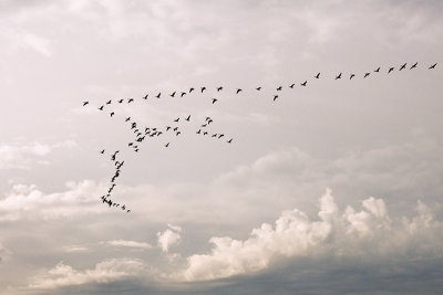 Goose flock in dynamic skies