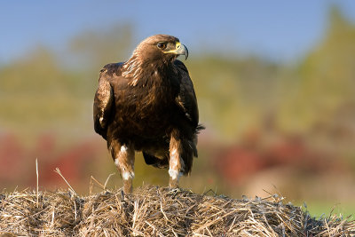 Golden Eagle (on hay bale)