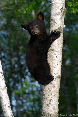 Black bear cub up tree
